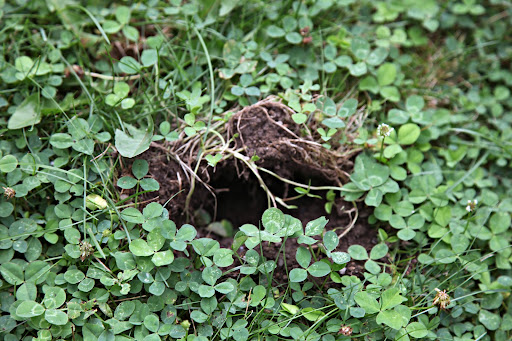 Oh Sharkey!  I think I found one of the holes you were talking about!  Over here!
