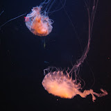 IMG_1481.JPG
