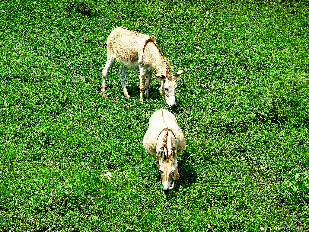 [Gl%25C3%25B3ria%2520Ishizaka%2520-%2520Guai%25C3%25A7ara%2520-%2520margem%2520do%2520rio%2520campestre%2520-%2520burros%255B18%255D.jpg]