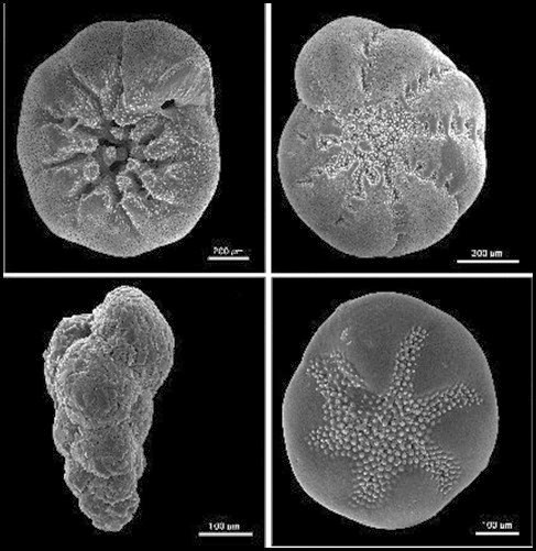 Benthic_foraminifera