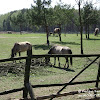 koniki dsc06319.jpg