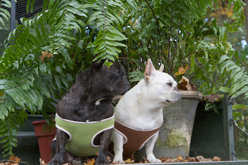 We've got this giant fern loaded onto the back of a Kawasaki, so let's get moving!