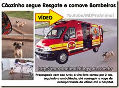 caozinho_viatura_bombeiros caozinho_viatura_bombeiros