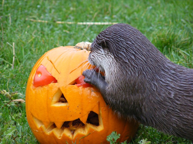 [DSCF7949%255B7%255D.jpg]