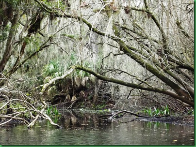 Hillsborough River Paddle (16)