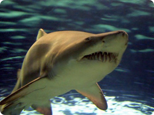squalo_toro Carcharias taurus2 squalo_toro Carcharias taurus2