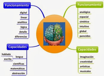 los-dos-hemisferios-cerebrales los-dos-hemisferios-cerebrales