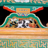 the cat at the toshogu shrine in Nikko, Japan by Matt van Vuuren in Nikko, Totigi (Tochigi) , Japan