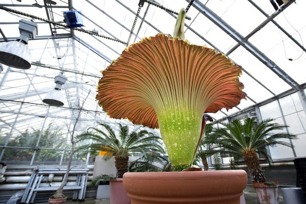 [corpse-flower14.jpg]
