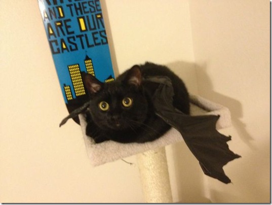PUBLISHED by catsmob.com