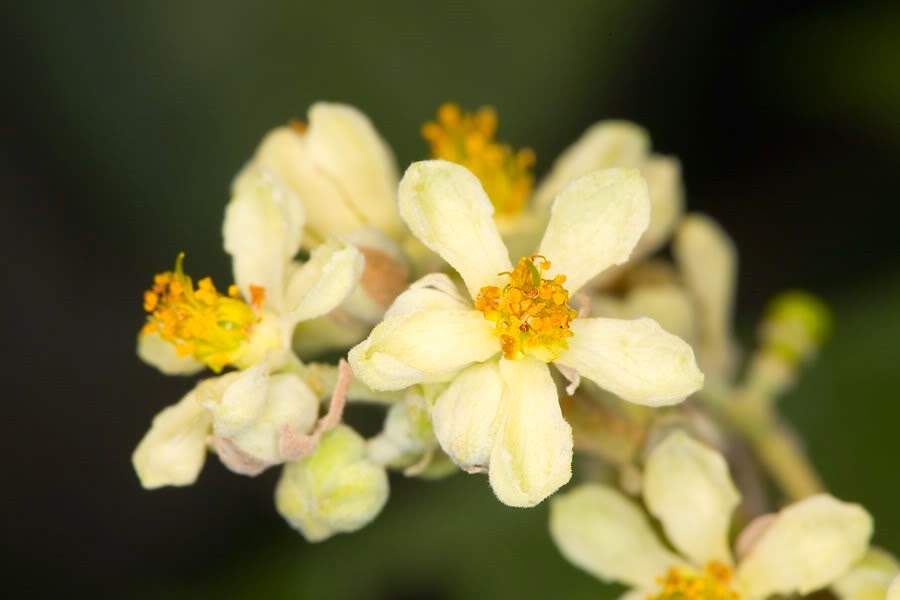 [Microcos-paniculata3.jpg]