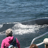 Humpback whale