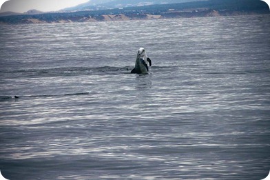 dolphin 2 dolphin 2