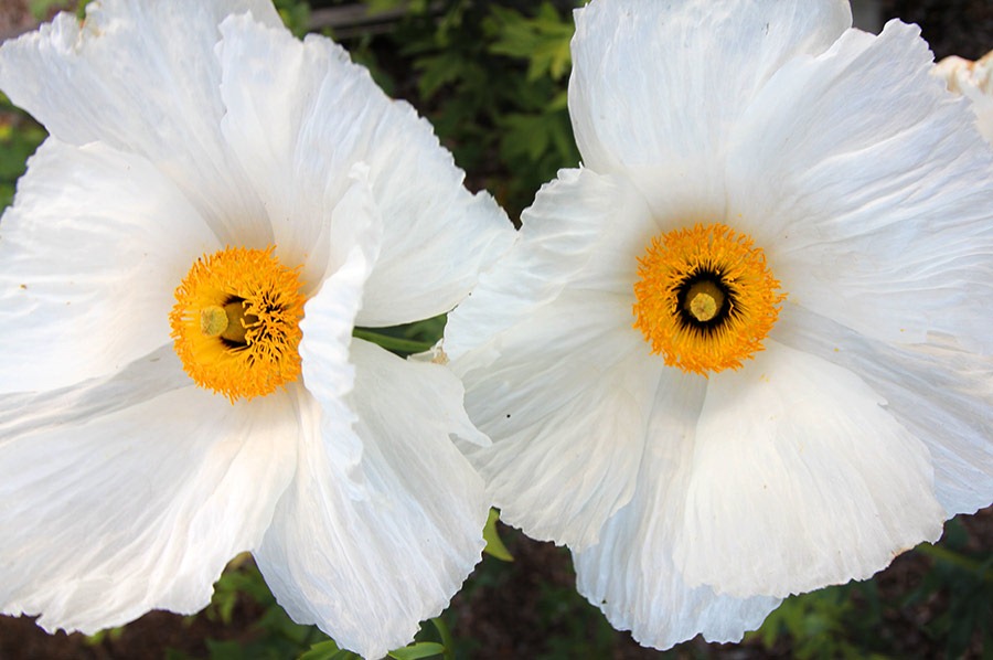 [110612_romneya_coulteri_04%255B2%255D.jpg]