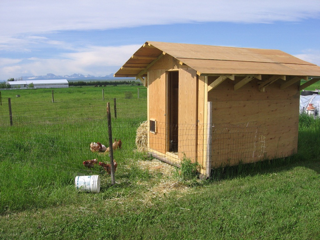 [Chicken%2520106%255B4%255D.jpg]