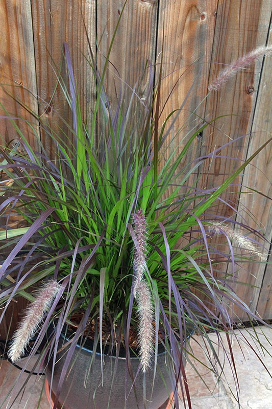 [110707_frontyard_purple_fountain_gra.jpg]