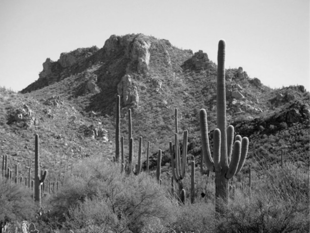 [800px-Saguaronationalparl17102008%255B16%255D.jpg]