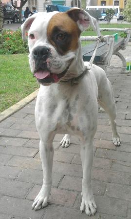 boxer encontrada en barranco.jpg