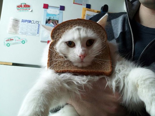 [breaded-cats-9%255B2%255D.jpg]