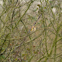 Goldfinch