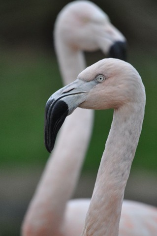 [Chilean%2520close-up%2520DSC_0409%255B7%255D.jpg]