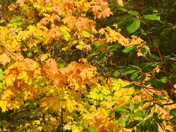 turning leaves along the creek along the road to Galice