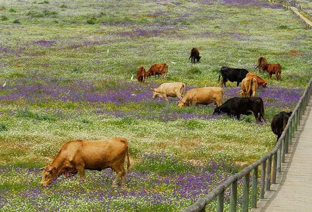 Coto Doñana: Declarado Patrimonio de la Humanidad por la UNESCO