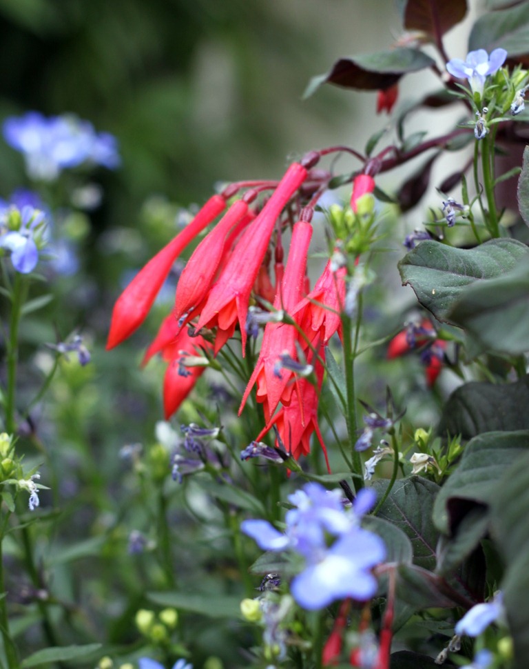 [front%2520flowers%25205%255B5%255D.jpg]