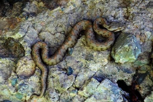 Vipera%252520raddei%25252c%252520berdatak%25252c%2525202010.05.18%252520%25252801%252529%2525201