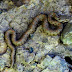 Vipera%252520raddei%25252c%252520berdatak%25252c%2525202010.05.18%252520%25252801%252529%2525201