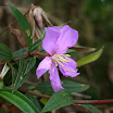 Borneo 07 026.JPG