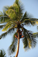 Picking coconuts