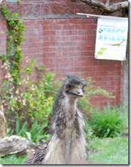 aviary6