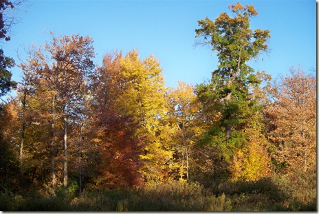 fall scenery