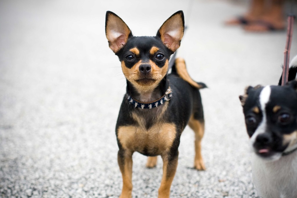[Amazing%2520Animals%2520Pictures%2520Chihuahua%2520%25282%2529%255B3%255D.jpg]