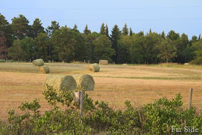 Round hay Bales