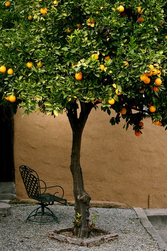 [Los-Feliz-Orange-Tree-63225.jpg]