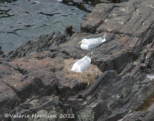 [31-nesting-herring-gulls%255B2%255D.jpg]