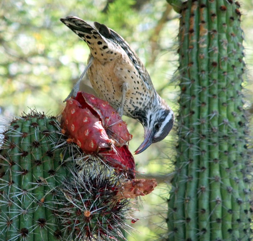 [Cactus-wren-eating-organ-pipe-fruit-.jpg]