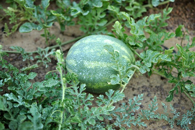 [watermelon%2520sunscreen%2520snow%2520%25282%2529%255B3%255D.jpg]