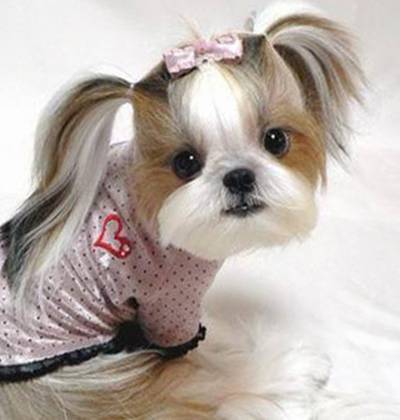 Nice Hairstyles for pets..