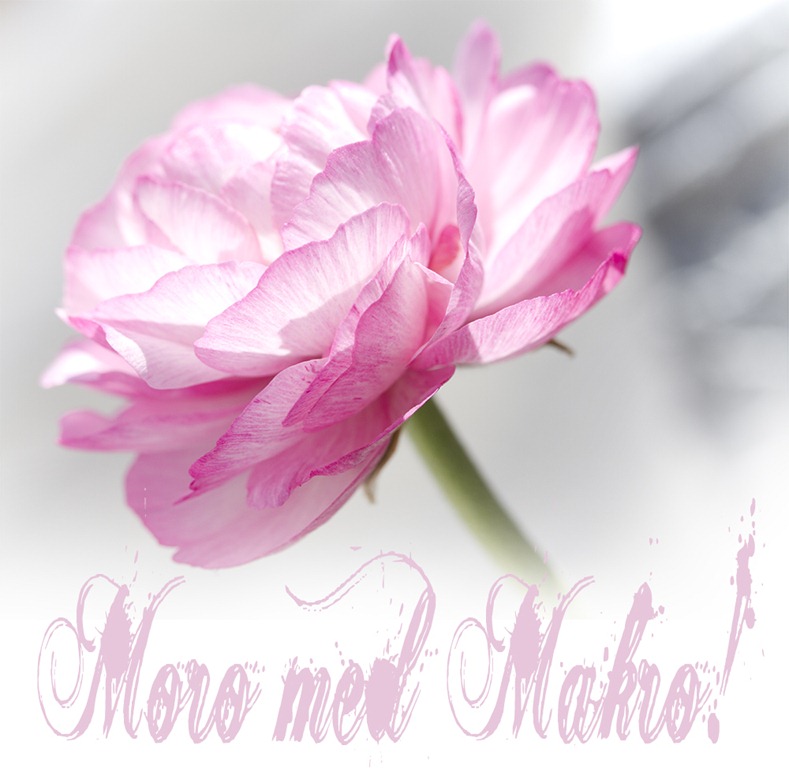 [IMG_9078%2520moro%2520med%2520makrofotografering%255B5%255D.jpg]