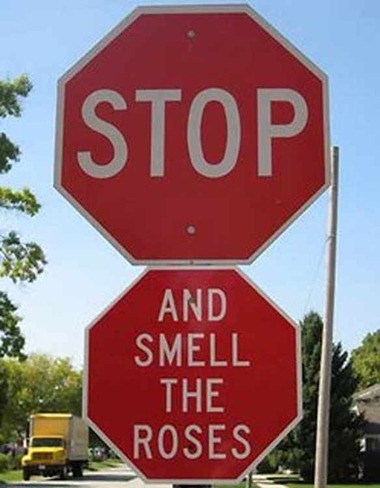 stop-signs-roses-584js122209