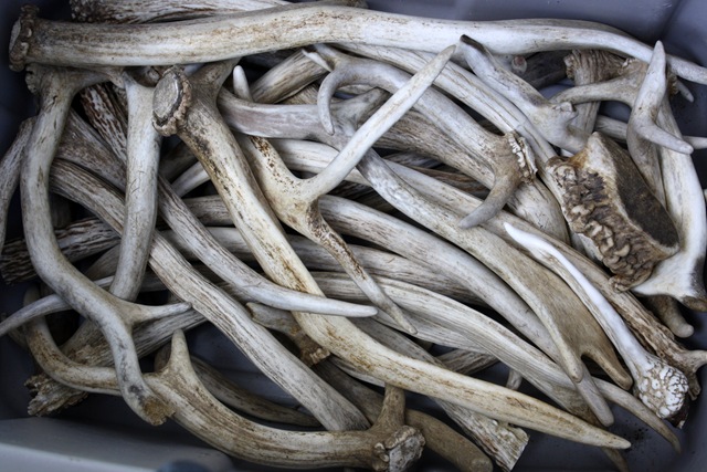 [Highland%2520Farm%2520Antlers%255B4%255D.jpg]