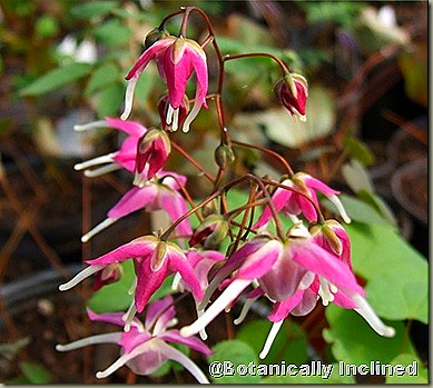 epimedium-grandiflorum-tama-no-genpeidetail