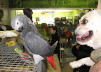 Of course, there are parrots everywhere.  This African Grey was as cool as a cucumber.