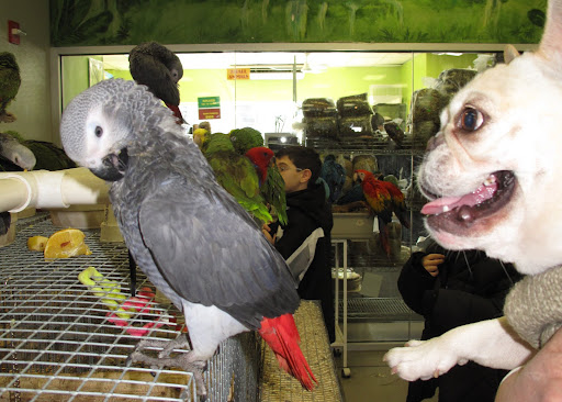 Of course, there are parrots everywhere.  This African Grey was as cool as a cucumber.