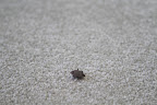Oh no!  It's another one of those musty smelling stink bugs!