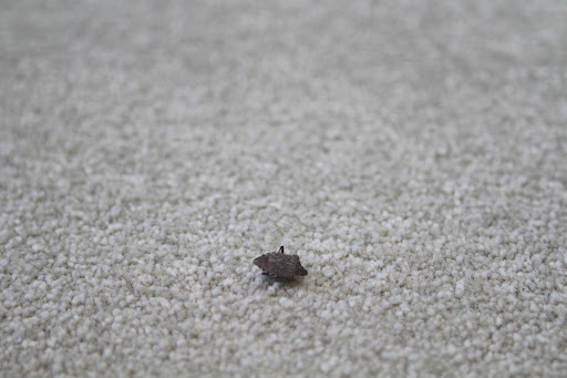 Oh no!  It's another one of those musty smelling stink bugs!