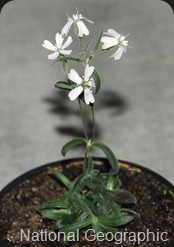 Silene stenophylla Silene stenophylla